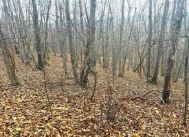 Lot 13-A Beam Rd., Romney, WV  26757