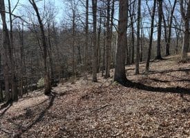 98.43 AC Parker Hollow Rd., Lost River, WV  26810
