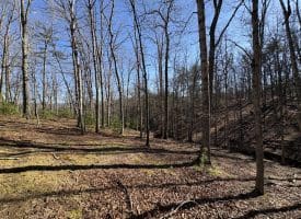 98.43 AC Parker Hollow Rd., Lost River, WV  26810