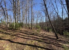 98.43 AC Parker Hollow Rd., Lost River, WV  26810