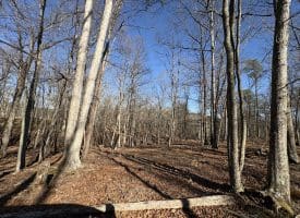 98.43 AC Parker Hollow Rd., Lost River, WV  26810