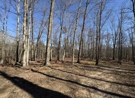 98.43 AC Parker Hollow Rd., Lost River, WV  26810