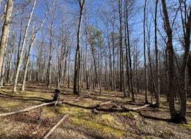 98.43 AC Parker Hollow Rd., Lost River, WV  26810