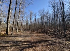 98.43 AC Parker Hollow Rd., Lost River, WV  26810