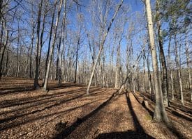 98.43 AC Parker Hollow Rd., Lost River, WV  26810