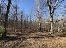 98.43 AC Parker Hollow Rd., Lost River, WV  26810