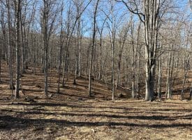 98.43 AC Parker Hollow Rd., Lost River, WV  26810