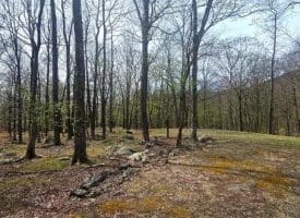 Goldenseal Rd Lot # 46, Maysville, WV  26833