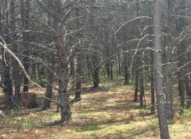 Dillions Run Road, Capon Bridge, WV  26711