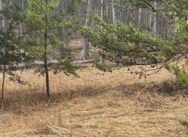 Dillions Run Road, Capon Bridge, WV  26711