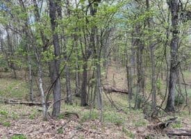 15.02 Ac Bean Rd, Romney, WV  26757