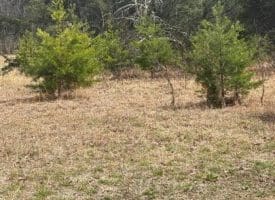 Dillions Run Road, Capon Bridge, WV  26711