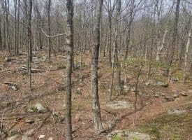 Goldenseal Rd Lot # 46, Maysville, WV  26833