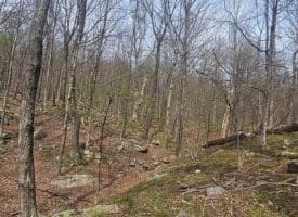 Goldenseal Rd Lot # 46, Maysville, WV  26833