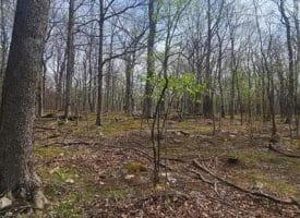 Goldenseal Rd Lot # 46, Maysville, WV  26833
