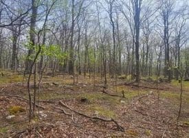 Goldenseal Rd Lot # 46, Maysville, WV  26833