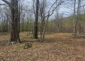 Goldenseal Rd Lot # 46, Maysville, WV  26833