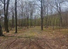 Goldenseal Rd Lot # 46, Maysville, WV  26833