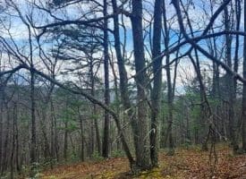 4.73 Ac Brown Cardinal Ridge, Romney, WV  26757