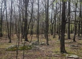Goldenseal Rd Lot # 46, Maysville, WV  26833