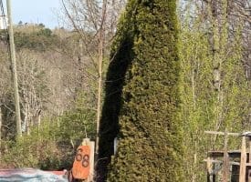 68 Mountain Rd., Augusta, WV  26704
