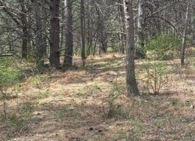 Dillions Run Road, Capon Bridge, WV  26711