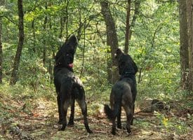 4.73 Ac Brown Cardinal Ridge, Romney, WV  26757