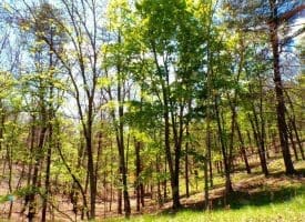 Lot 120 Crossings @ Cacapon, Paw Paw, WV  25434