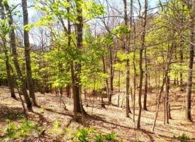 Lot 120 Crossings @ Cacapon, Paw Paw, WV  25434