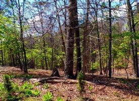Lot 120 Crossings @ Cacapon, Paw Paw, WV  25434