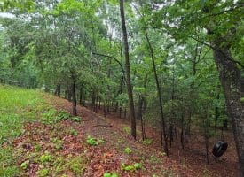 LOT 37 BOBCAT HOLLOW, ROMNEY, WV