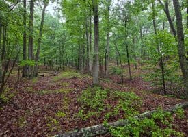 LOT 37 BOBCAT HOLLOW, ROMNEY, WV