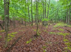 LOT 37 BOBCAT HOLLOW, ROMNEY, WV
