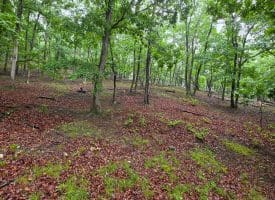 LOT 37 BOBCAT HOLLOW, ROMNEY, WV