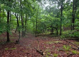 LOT 37 BOBCAT HOLLOW, ROMNEY, WV