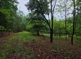 LOT 37 BOBCAT HOLLOW, ROMNEY, WV