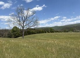 8.25 Ac Walnut Tree Lane, Paw Paw, WV 25434