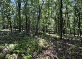 Lot 11 Rock Creek Trail, Augusta, WV 26704
