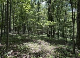 Lot 11 Rock Creek Trail, Augusta, WV 26704