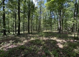 Lot 11 Rock Creek Trail, Augusta, WV 26704