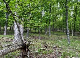 Lot 55 & 56 Sarah Lincoln Dr., New Creek, WV  26743