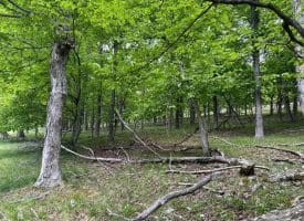 Lot 55 & 56 Sarah Lincoln Dr., New Creek, WV  26743