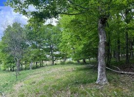 Lot 55 & 56 Sarah Lincoln Dr., New Creek, WV  26743