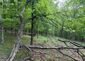 Lot 55 & 56 Sarah Lincoln Dr., New Creek, WV  26743