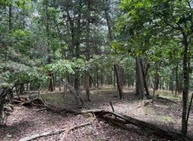 7313 Little Cacapon Rd., Romney, WV  26757