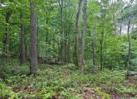 Tr D-15 Deer Path Rd., Augusta, WV  26704