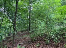 Tr D-15 Deer Path Rd., Augusta, WV  26704