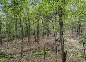 345 Albino Drive, Springfield, WV 26763
