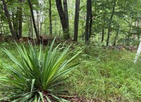 Tr D-15 Deer Path Rd., Augusta, WV  26704