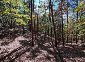 7313 Little Cacapon Rd., Romney, WV  26757